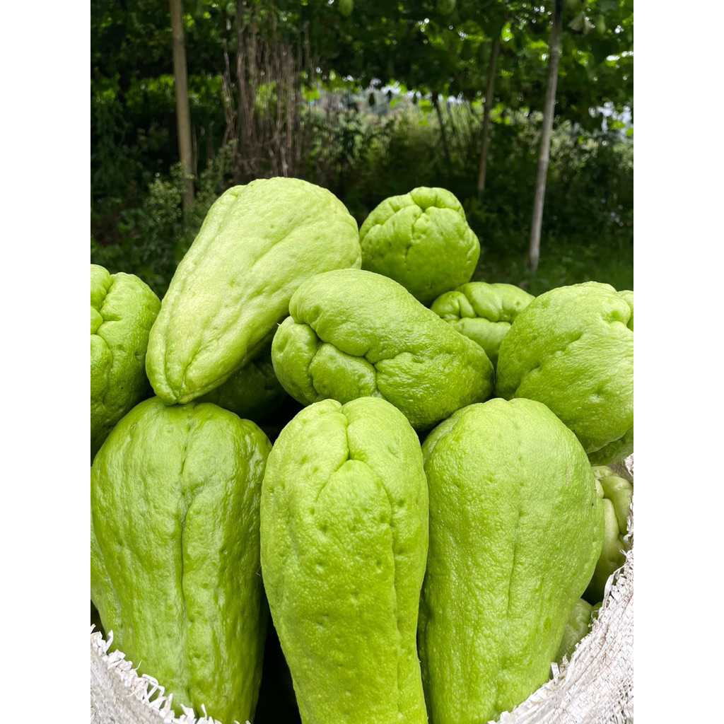 

sayuran labu siam lngsung metik dari kebun /pcs beli 3+1