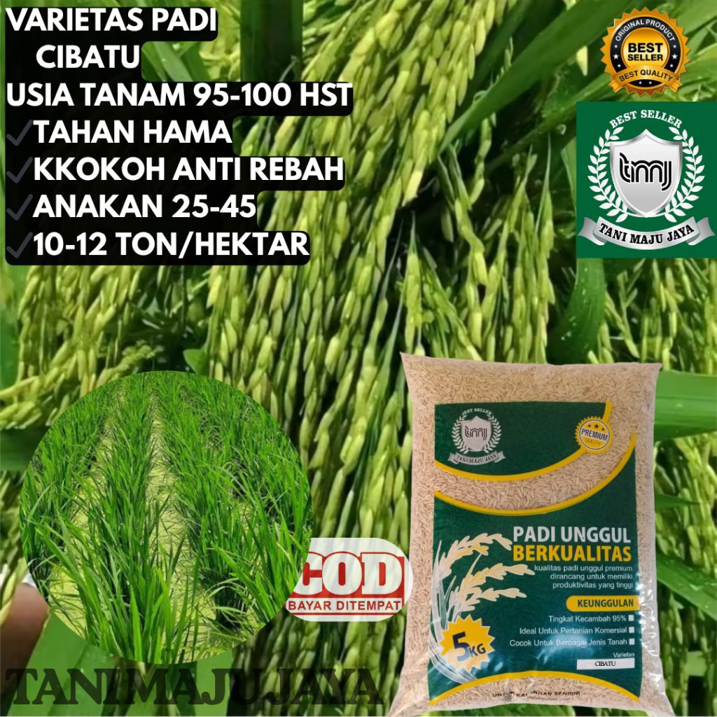 BIBIT PADI BENIH PADI UNGGUL VARIETAS CIBATU KEMASAN 5 KG
