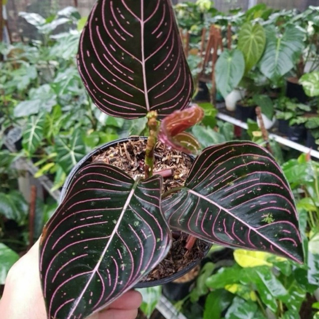 ( PROMO BISA COD ) Tanaman Hias Aglonema Rotundum Aceh / Tanaman Indoor Aglonema Rotundum Aceh