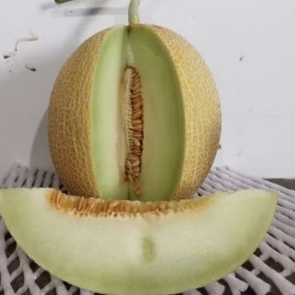 

Buah melon segar green buah melon hydroponik manis -+ 2 kg