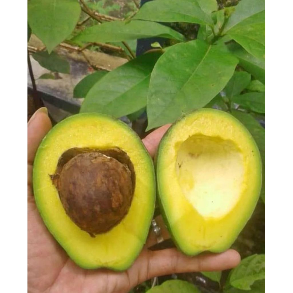 

Alpukat Mentega Super 1kg isi 6/7/8