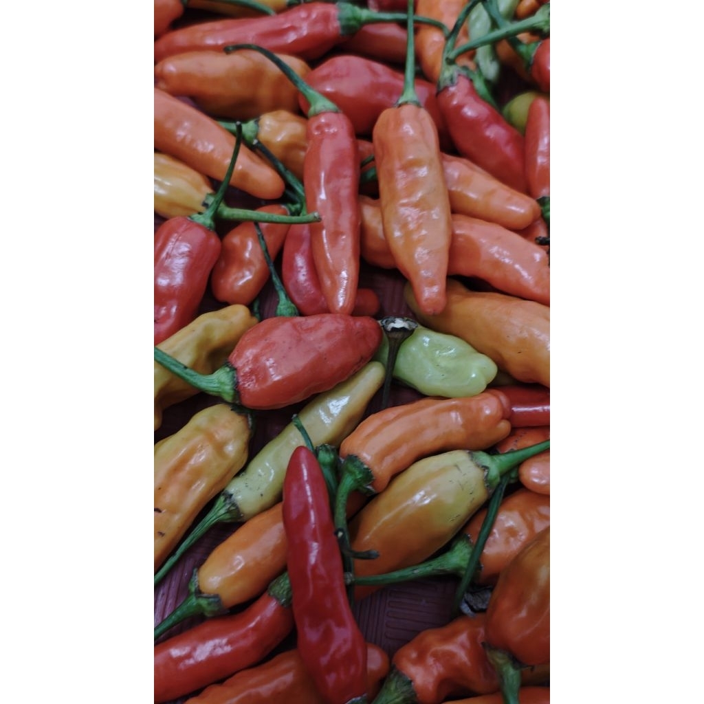 

cabe rawit segar 500g/1kg