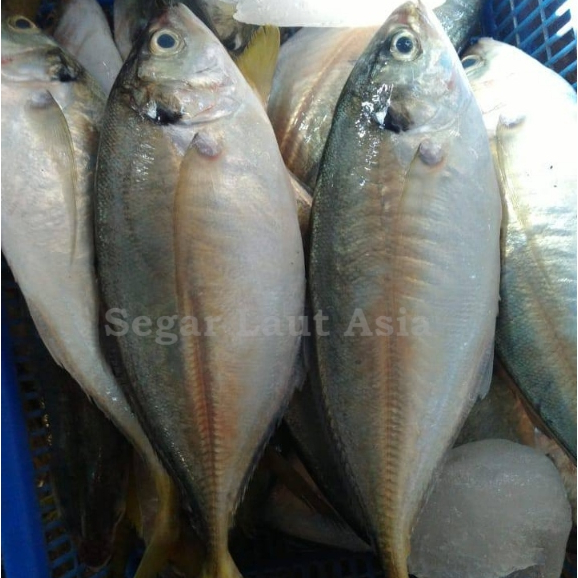

Ikan Selar 1Kg Ikan Selar Segar Ikan Selar Jumbo Segar