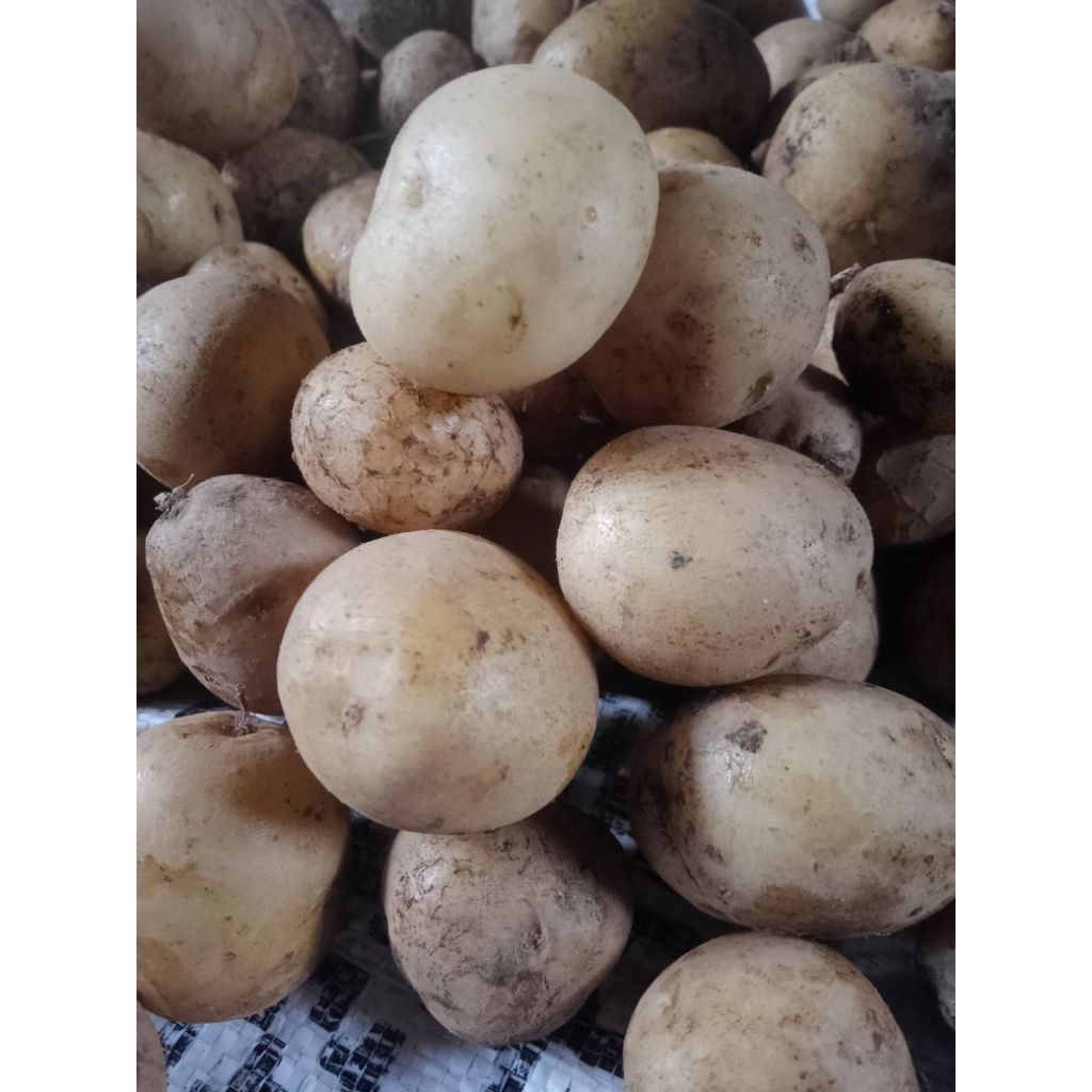 

kentang Granola ukuran sedang/medium(DN) 1kg fresh