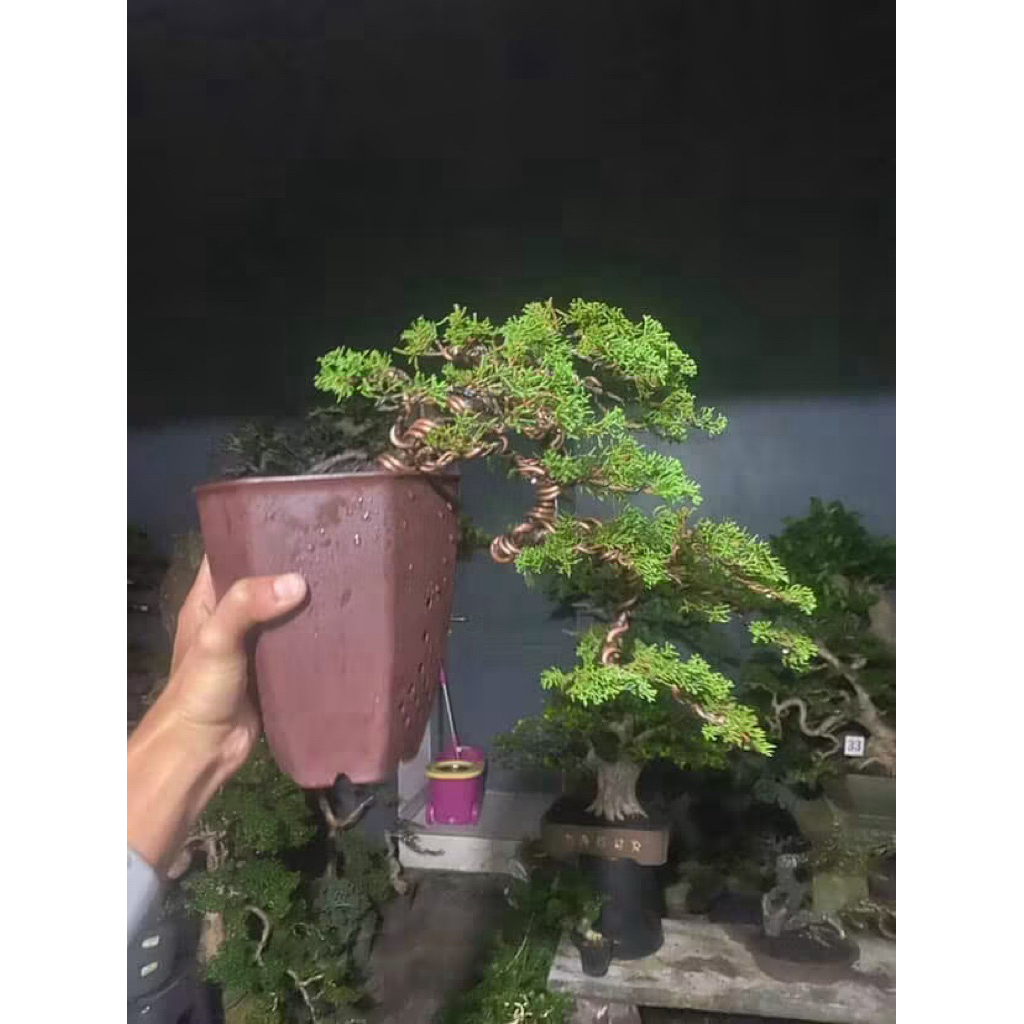 Bonsai cemara sargenti itoigawa original gaya cascade