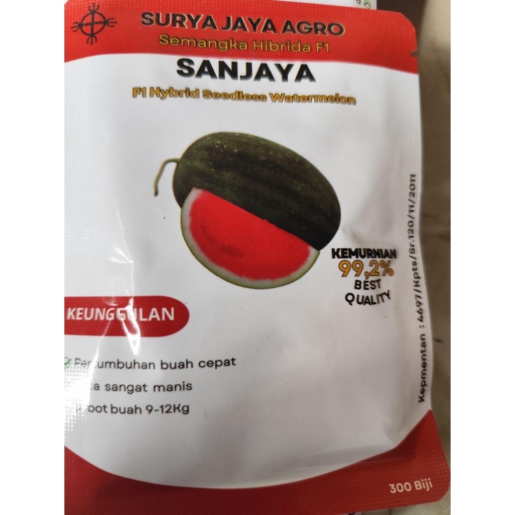 Sanjaya F1 Lonjong non Biji Lonjong Terbaik