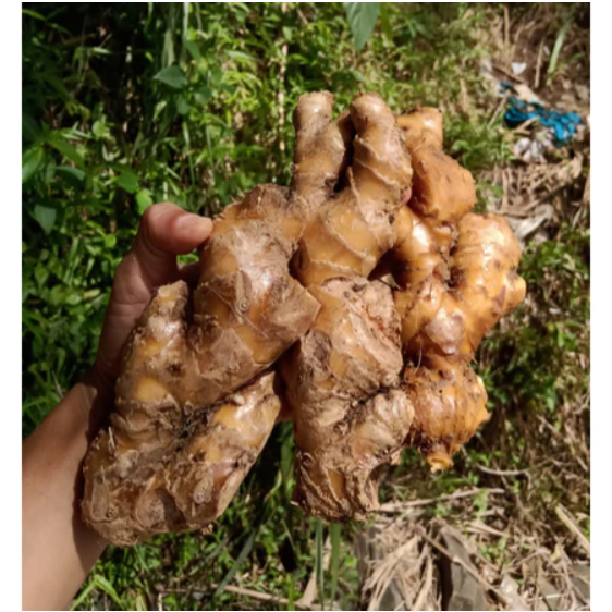 

1 kg Temulawak Segar/ 500 gram Temu Lawak Kuning