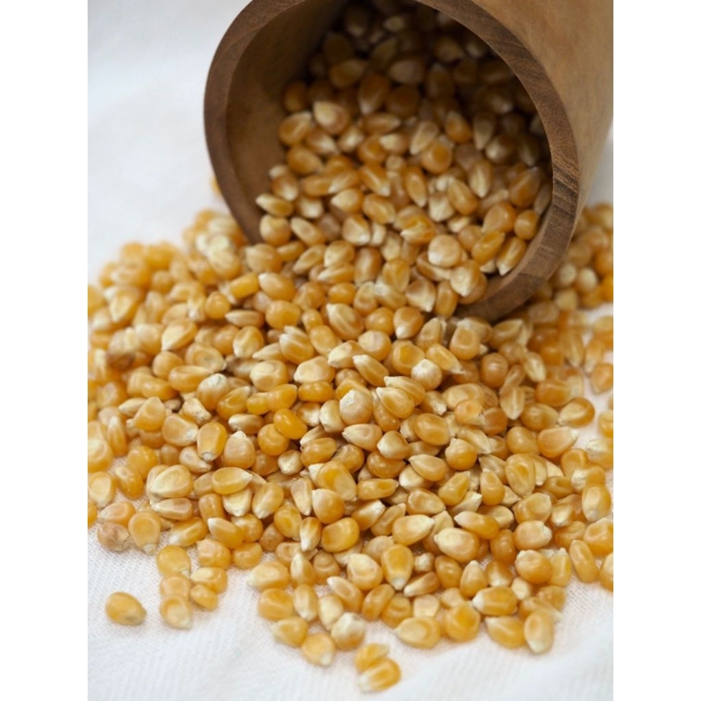 

Jagung Mentah untuk Popcorn 500 gram NON GMO - Tipe Butterfly