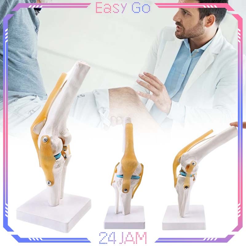 Human Knee Joint Model Torso Sendi Lutut Manusia Model Flexible Anatomi Sendi Lutut Manusia Medical 