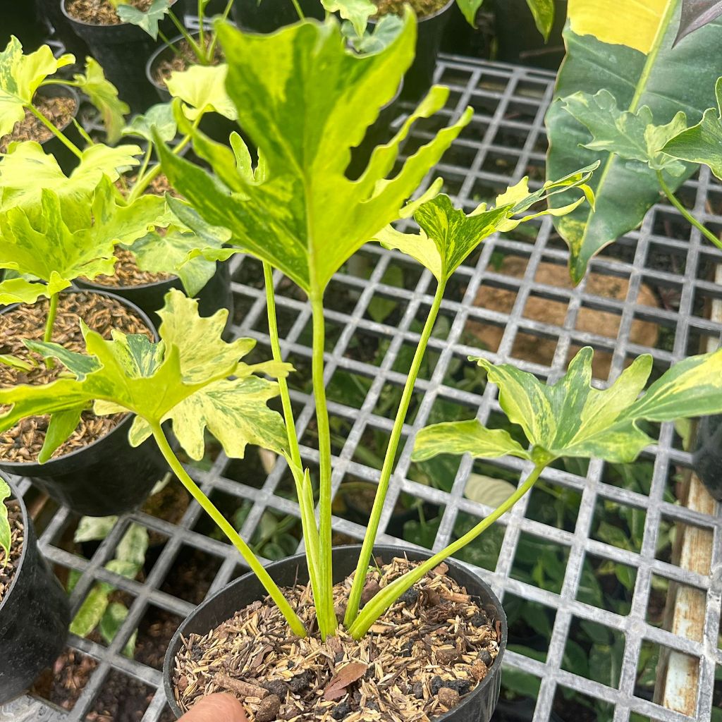 Tanaman Hias Nogo Geni| Philodendron Selloum Varigata