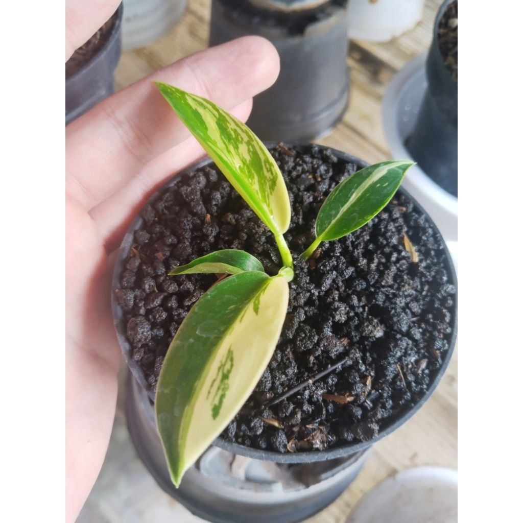 Philodendron green congo varigata ( LOKAL )  mewah varigata konsisten