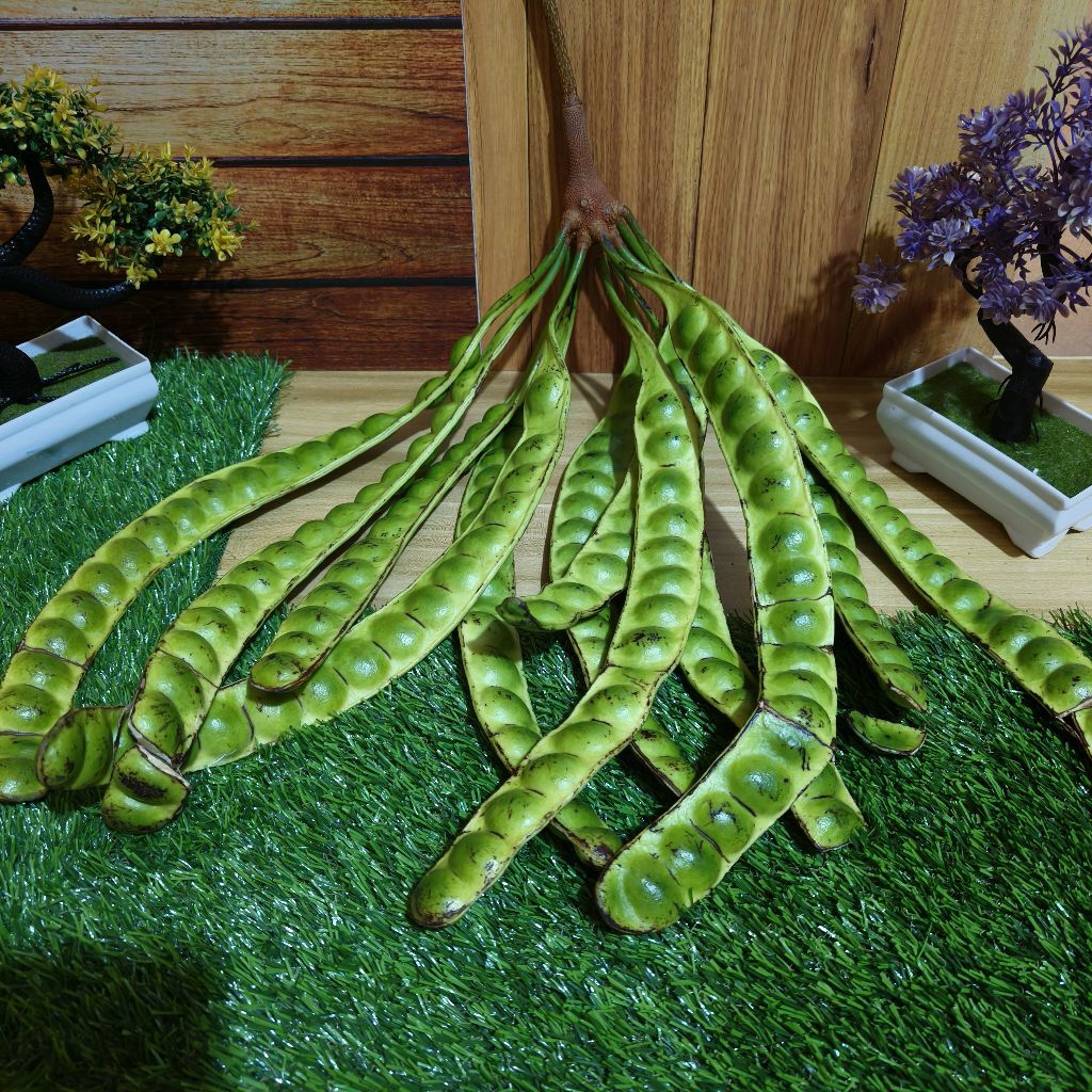 

Pete Lonjoran super gede 10 lonjor harga murah