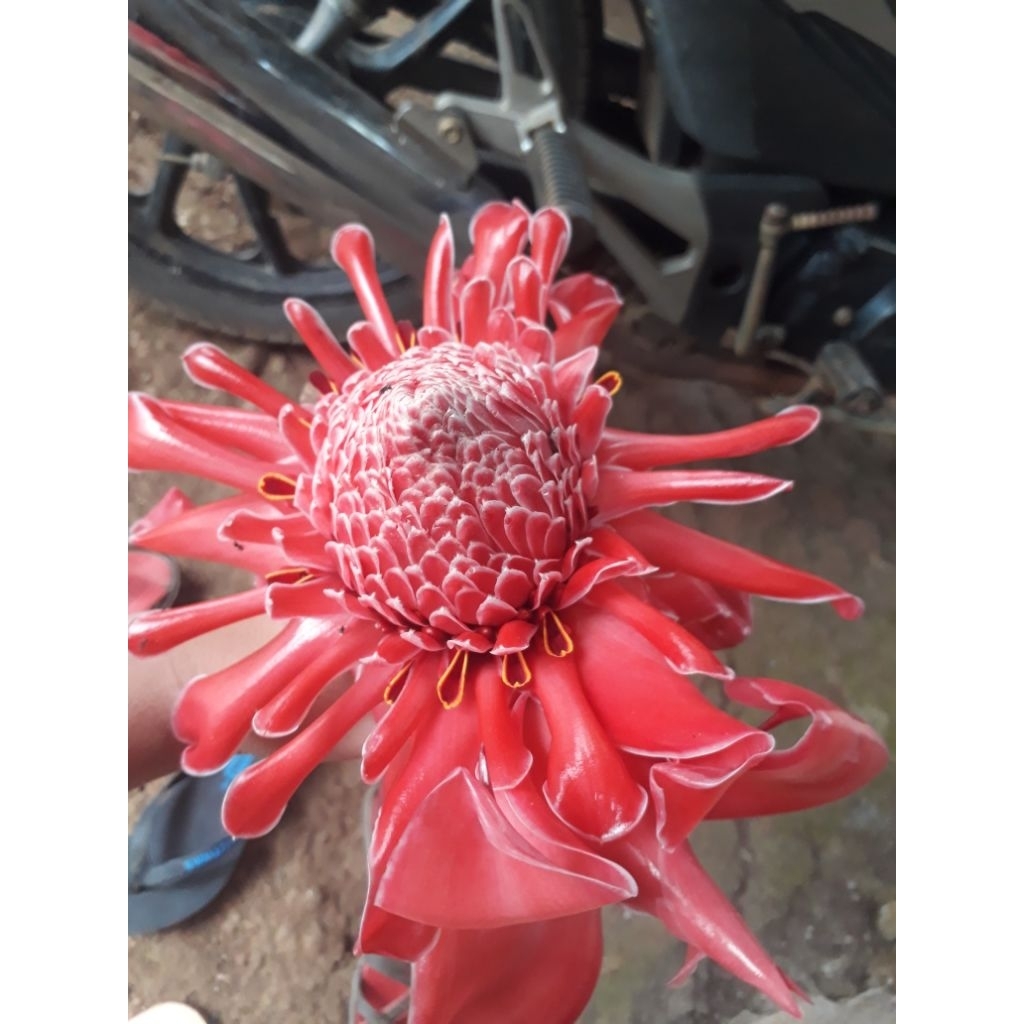 

KECOMBRANG BUNGA KECOMBRANNG SEGAR 150gr