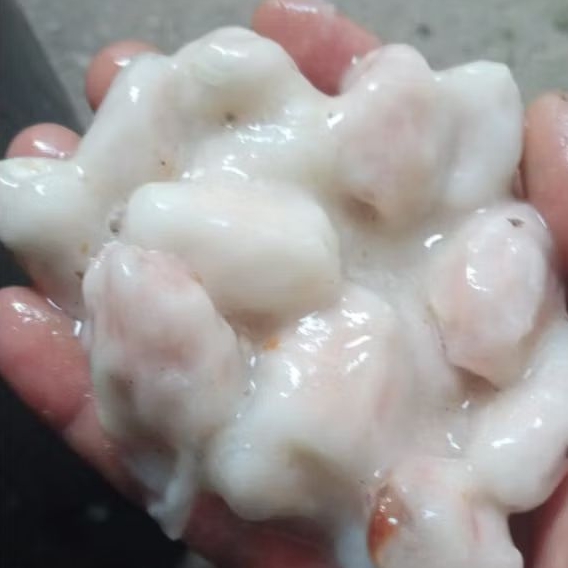 

30 BIJI KAKAO IJO KAJUMAN-LOMBOK UTARA | FERMENTASI 1 MALAM