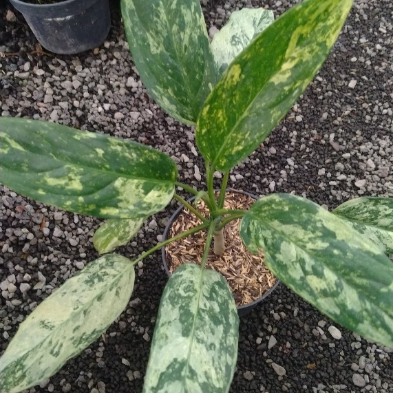 Tanaman Hias Aglaonema Simplex| Aglonema Simplex| Aglaonema