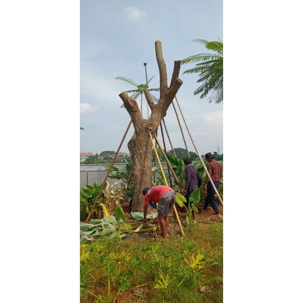 Pohon Trembesi Besar | Pohon Trembesi Batang besar