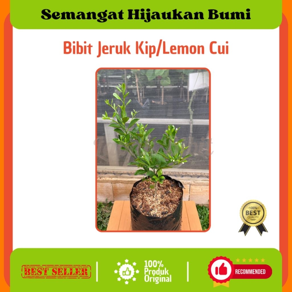Bibit Jeruk Kip/ Lemon Cui