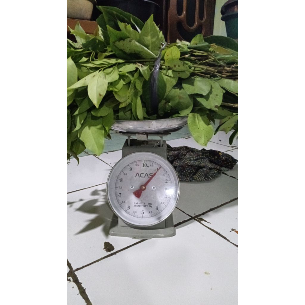 

Daun Salam Fresh Tampa dahan Di petik saat Ada Pesenan ( berat 1 kilo 1000 gram)