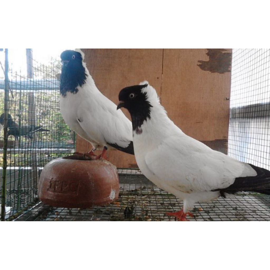 

telur merpati Blacknum fertil siap tetas