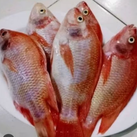 

Ikan nila merah segar sudah bersih