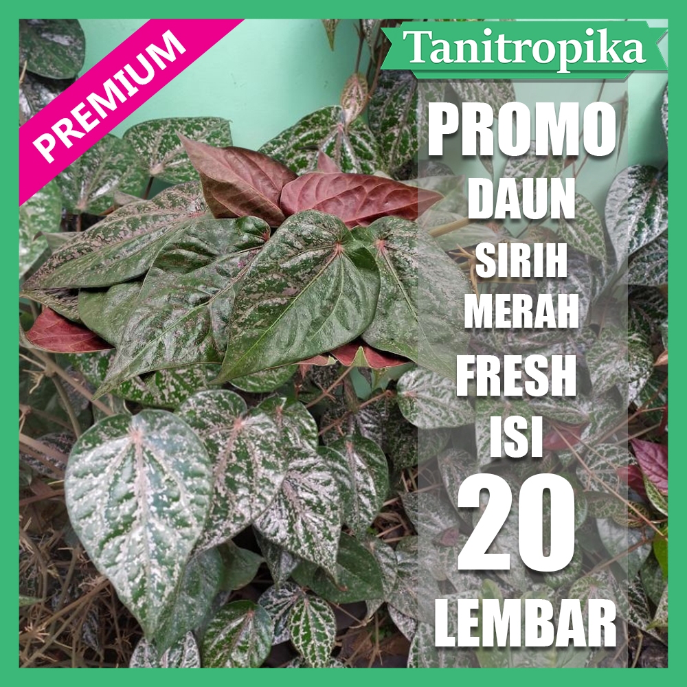 

Daun Sirih Merah Segar 20 Lembar Obat herbal Alami tani tropika