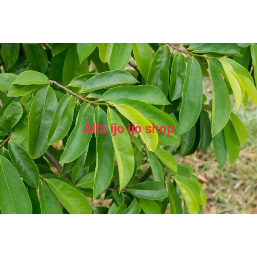 

daun sirsak 10 tangkai