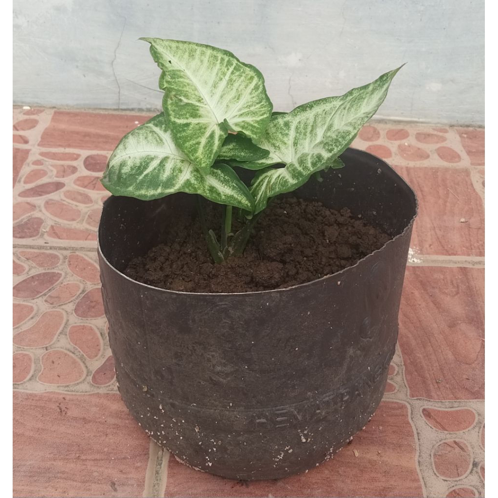 tanaman keladi hias keladi rambat hias keladi hias