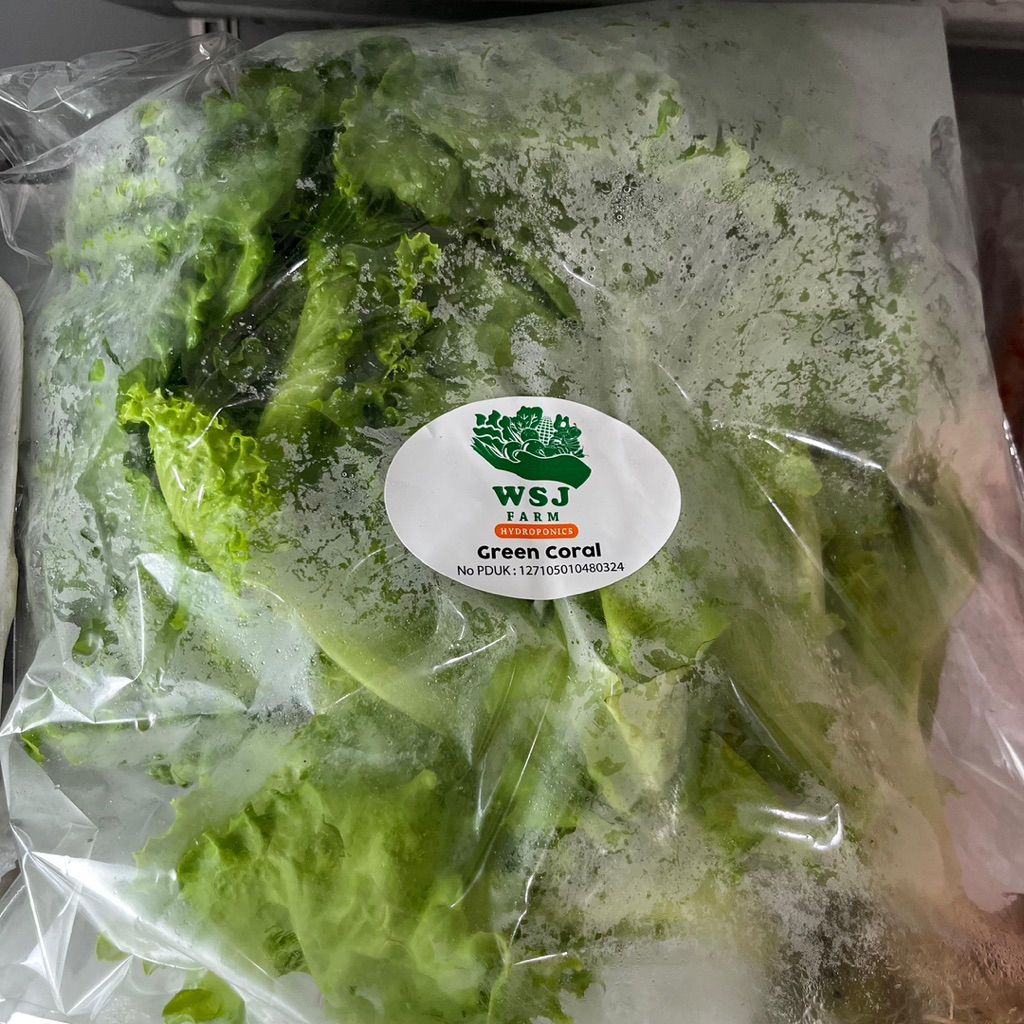 

SELADA GREEN CORAL LETTUCE SAYURAN PACK FRESH SEGAR HIDROPONIK ORGANIK