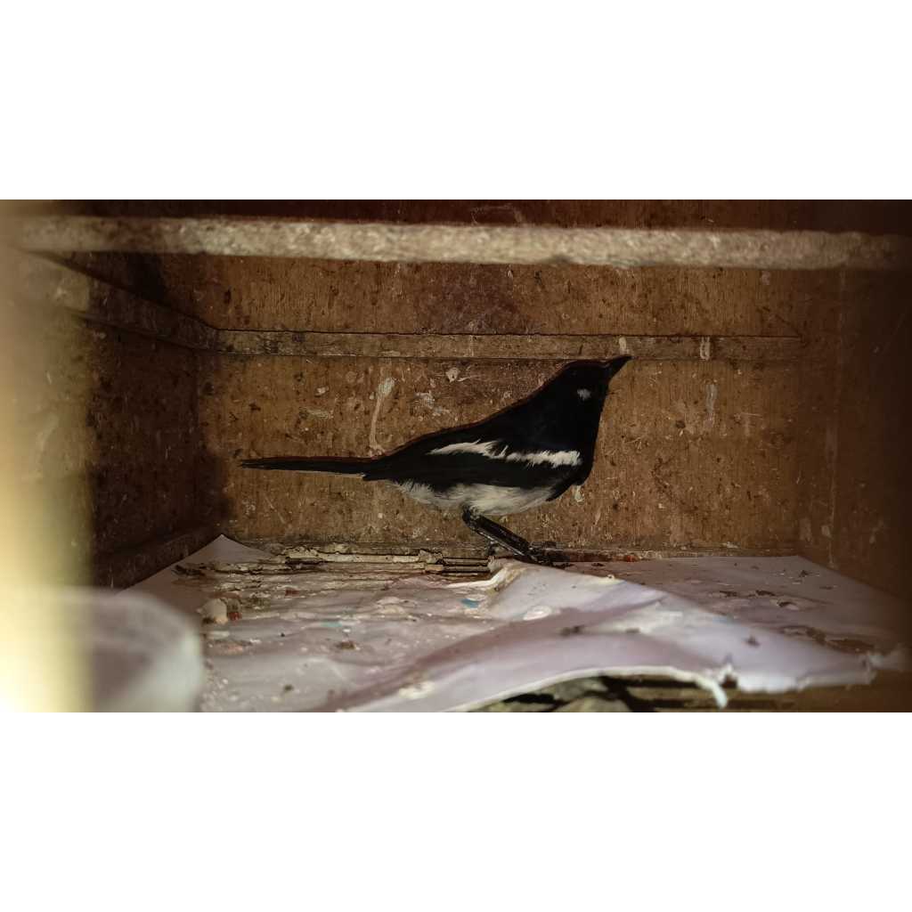 Kacer Dada Putih Kalimantan Bekasi