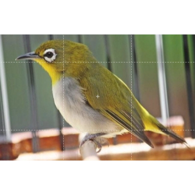 Pleci Bustomi Sumatra Bekasi