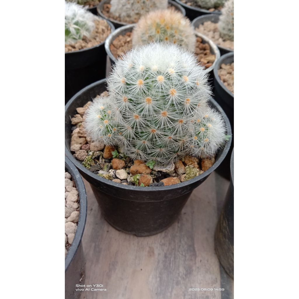 Mammilaria carmenae putih