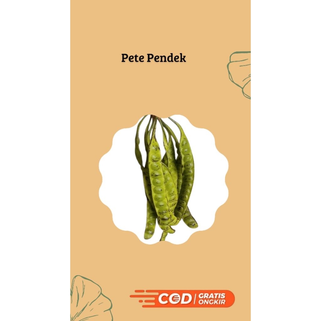 

Paket Pete Pendek Isi 10 Papan Khas Lampung