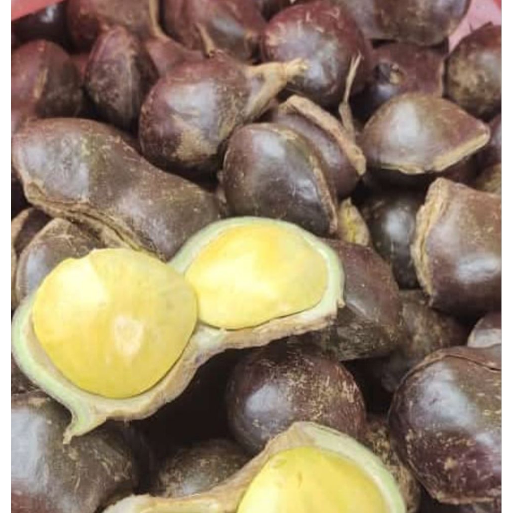 jengkol muda lalapan kulit 500.gram segar