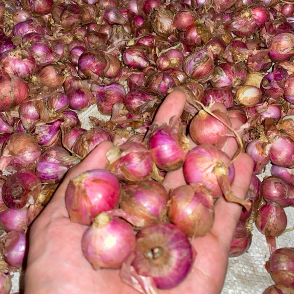 

Bawang Merah Super 1Kg Gr Fresh bawang Merah