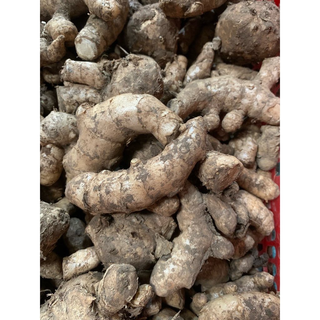 

Temu Poh/Temu Mangga