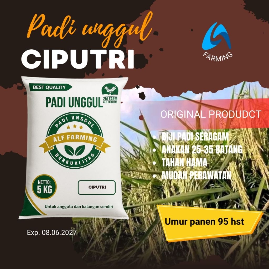PADI  UNGGUL CIPUTRI 5 KG