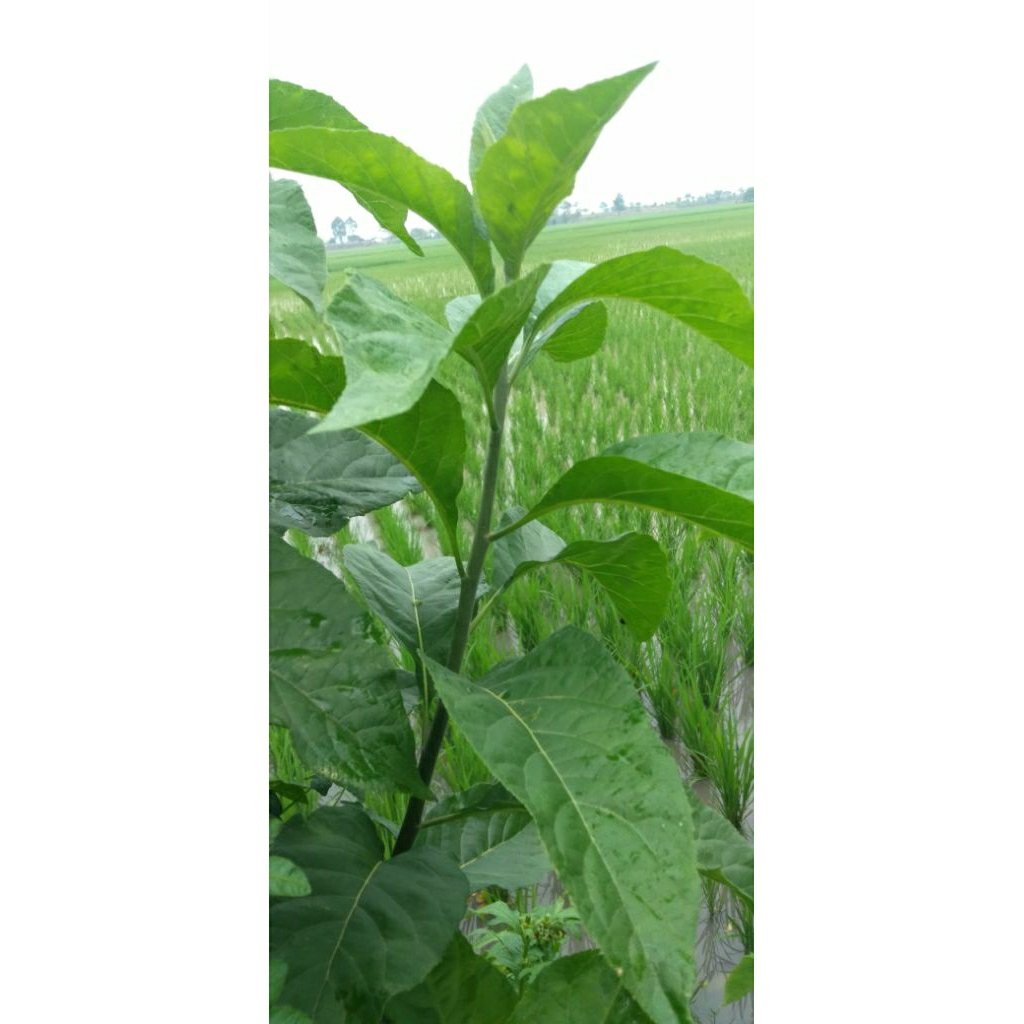

Daun Afrika Vernonia Amygdalina 250g