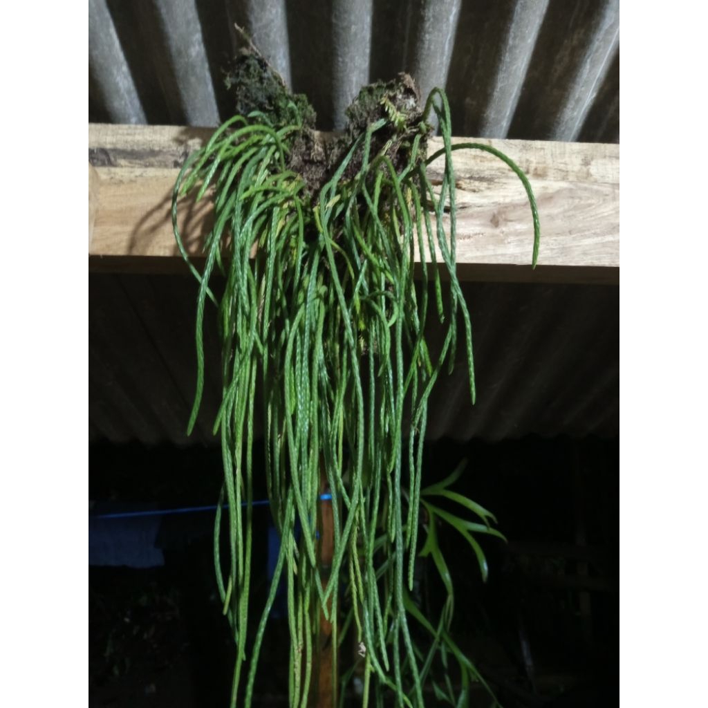 Tanaman hias kumpai ekor tikus / huperzia carinata cantik panjang dan rimbun