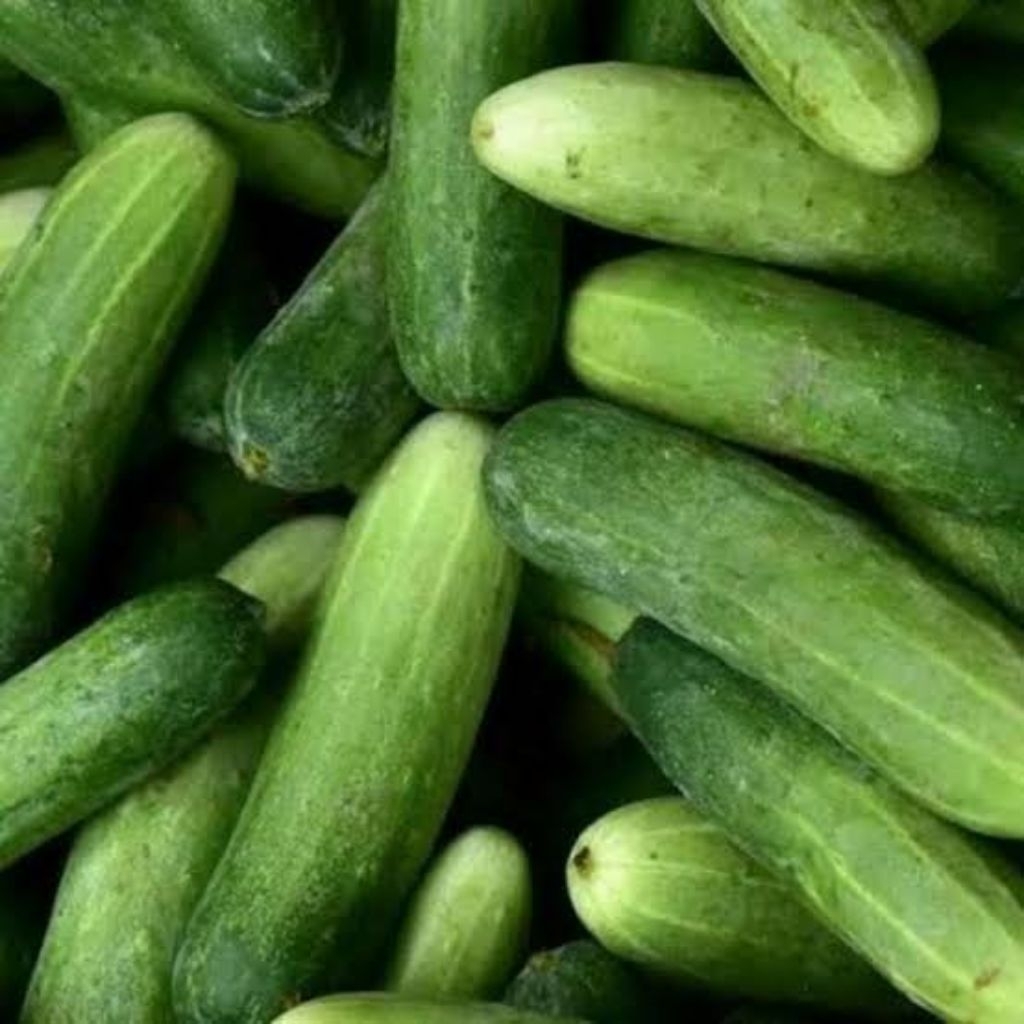 

ketimun fresh termurah 250 gr 500 gr 1 kg