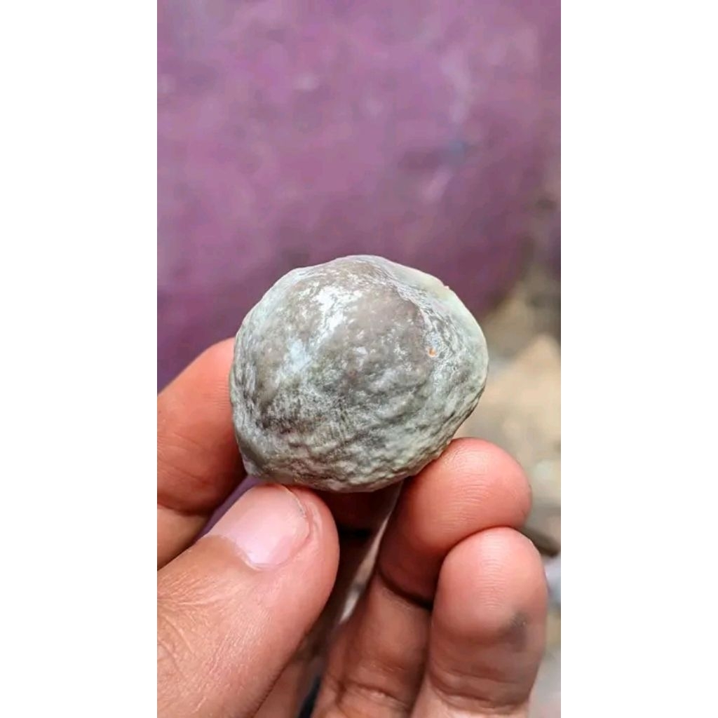 muncang aduan jalim jawa produk