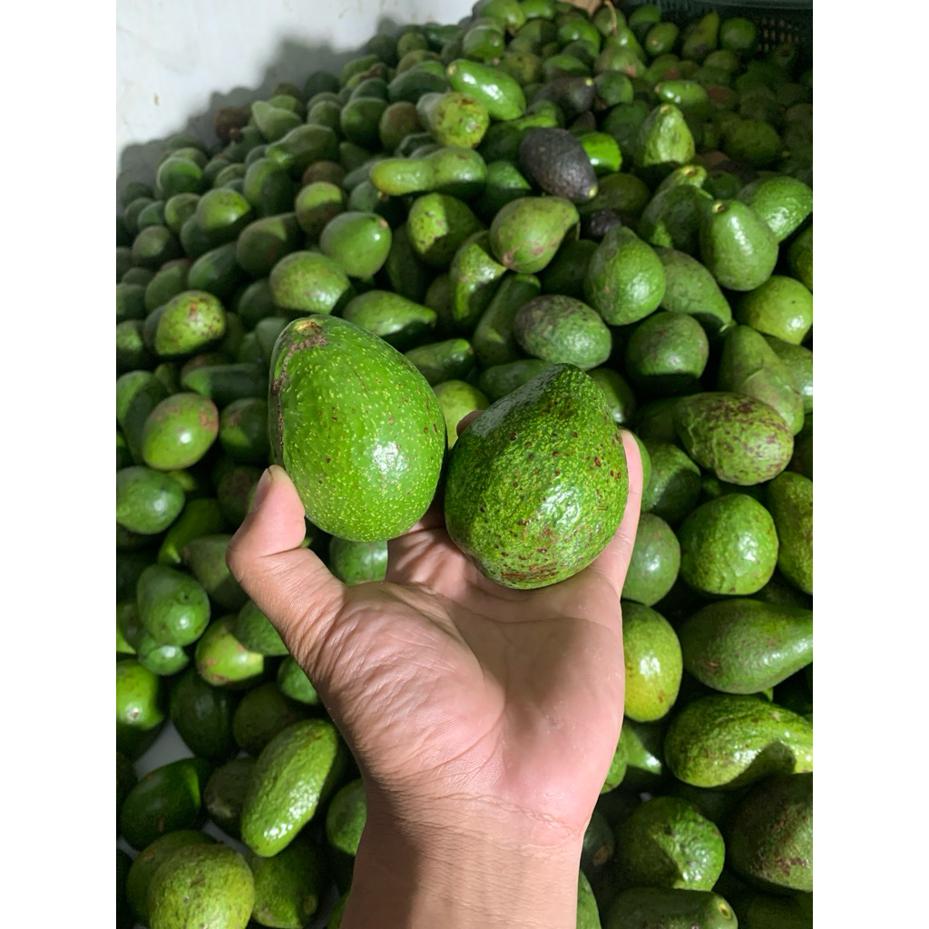 

Alpukat Mentega Mini 1 kg isi 6-7 Buah Alpukat Mini Bisa COD