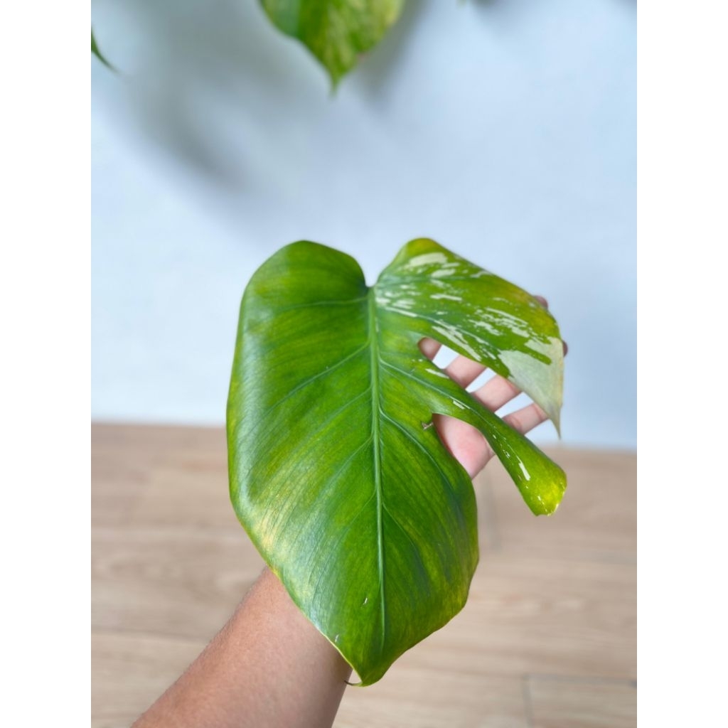 monstera mint ( jungle mint )