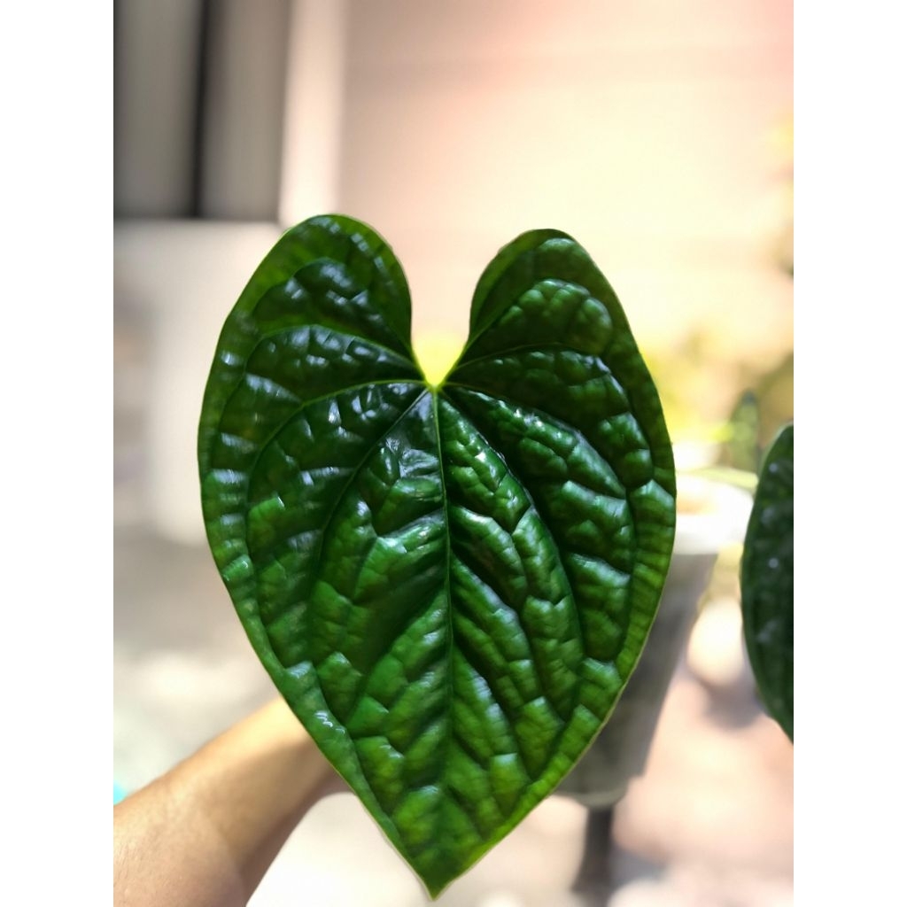 anthurium kuping gajah luxurians