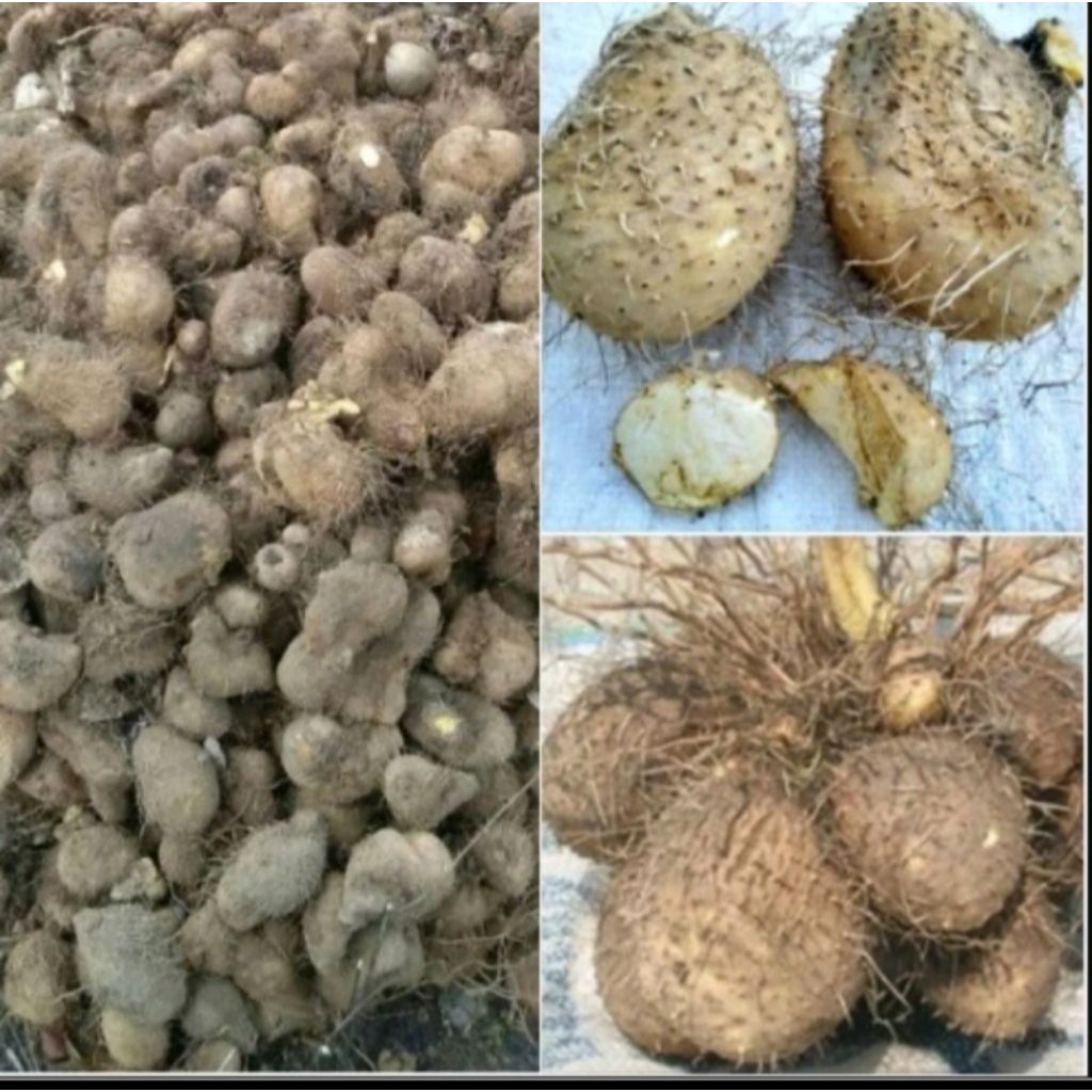 

Gadung umbi fresh 1 kg