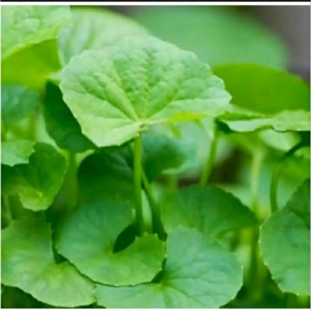 

DAUN PEGAGAN SEGAR 1 KG