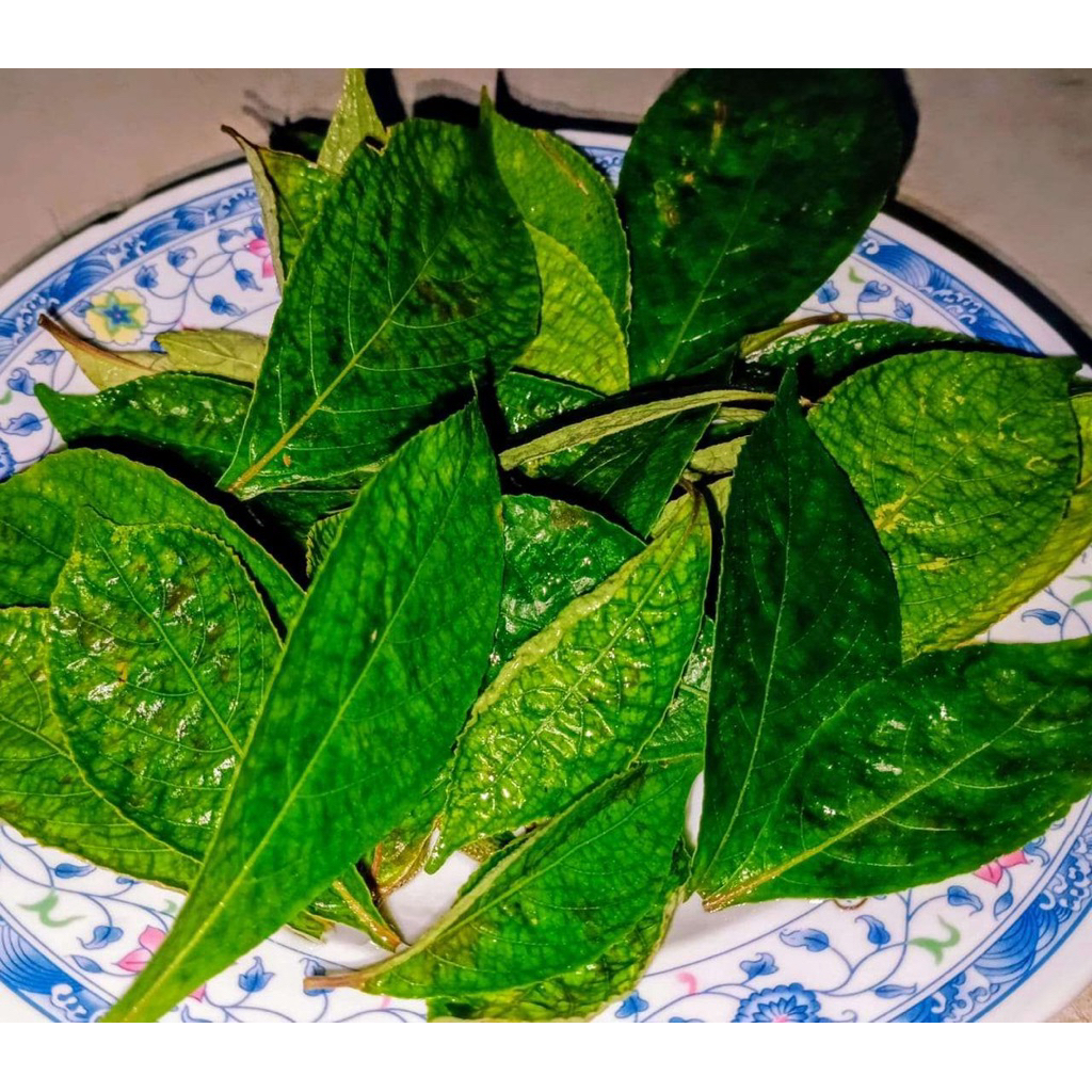 

Daun Pecah Beling Segar / Keji Beling | Obat Herbal | 250-500gr