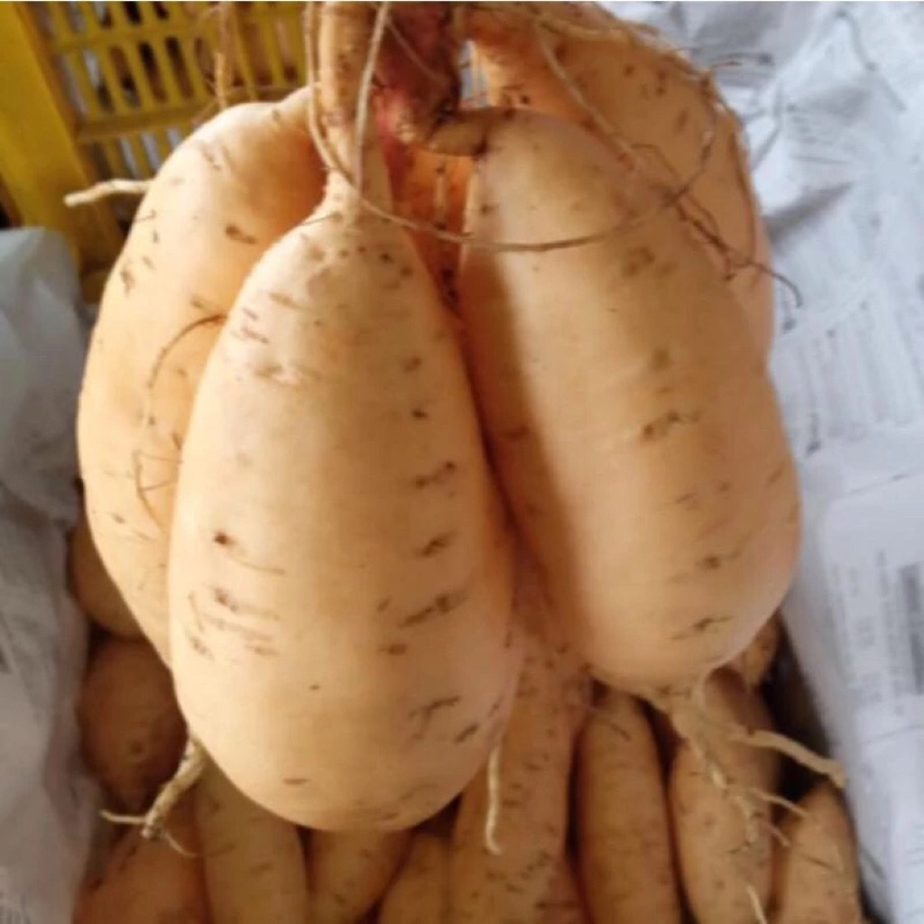 

Ubi Madu - Ubi Jalar Madu 1kg