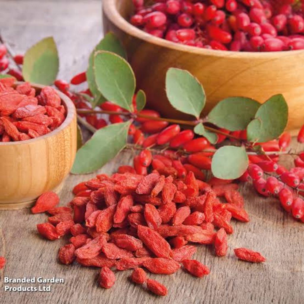 

Gou Qi Zi/Goji Bery/KiCe/Lycii fructus