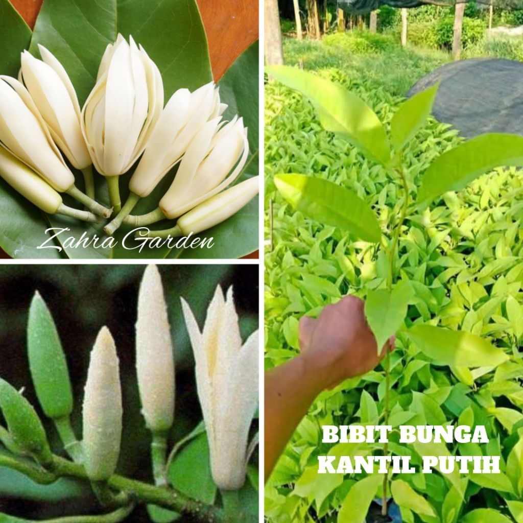 BIBIT BUNGA KANTIL PUTIH/KANTIL PENGANTIN