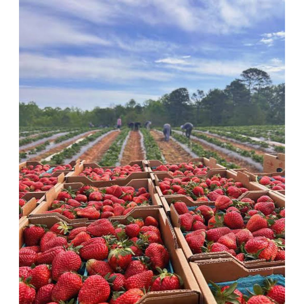 

Strawberry asli 100% Malangbong Organik